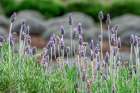 English Lavender Art Print